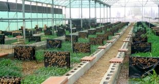 How To Operate A Successful Snail Farm For Export