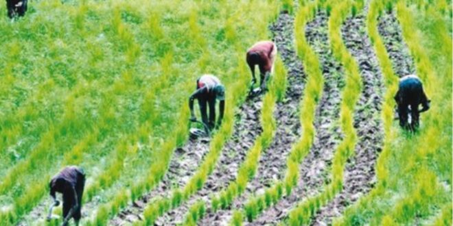 NGO offers $3.5m tractor financing to boost agric