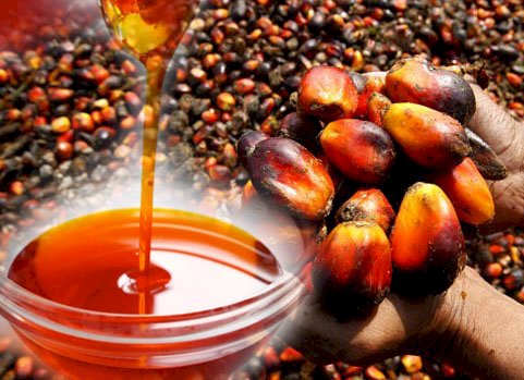 HOW TO START EXPORTING PALM OIL FROM NIGERIA
