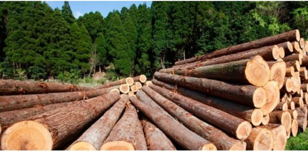 FG to establish wood technology park, plans mass plantation