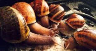SNAIL FARMING STEP-BY-STEP BEGINNERS GUIDE