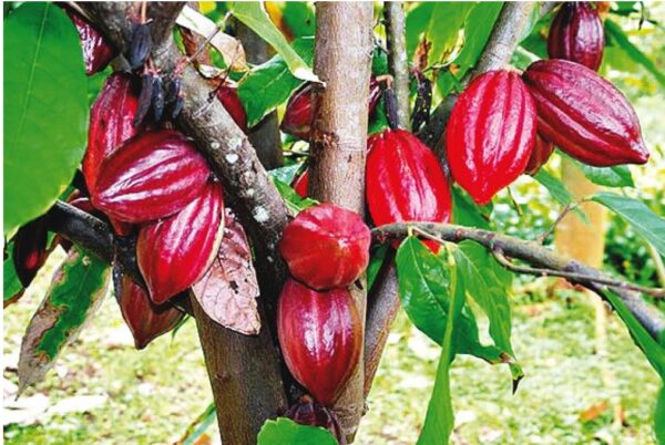 FG, farmers eye extra $136m from cocoa export
