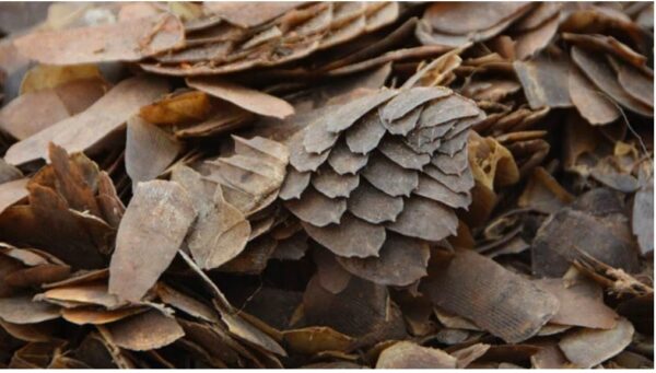 Customs arrest suspects for trafficking 397kg pangolin scales