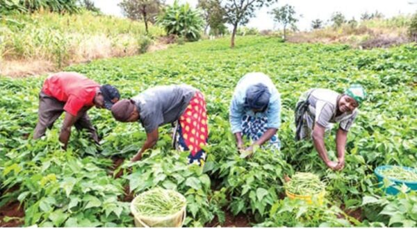 International group plans $500m for African farmers