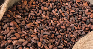 How to Export Cocoa Beans from Nigeria:  A Step-by-Step Guide