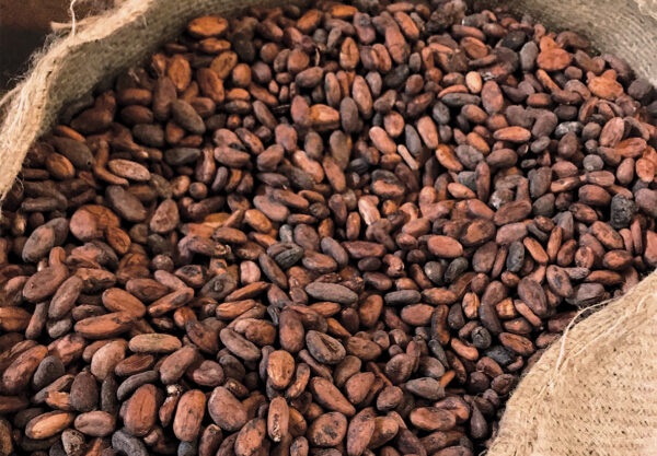 How to Export Cocoa Beans from Nigeria:  A Step-by-Step Guide