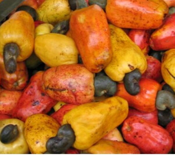 Nigeria’s cashew earnings hit N192bn, producers target $4bn