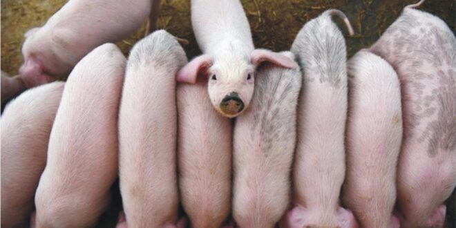 Steps to start pig farming in Nigeria