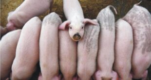 Steps to start pig farming in Nigeria