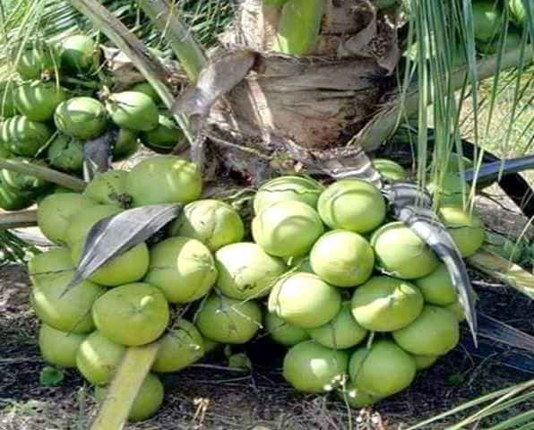 The Complete Guide on How to Grow Coconut in Nigeria