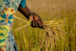 How To Become A Rice Farmer In Nigeria