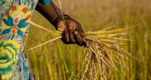 How To Become A Rice Farmer In Nigeria