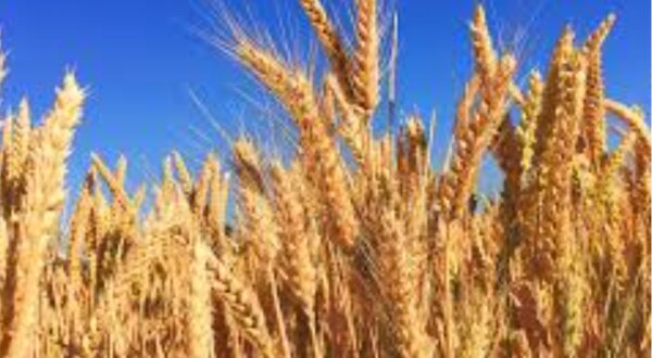 Wheat price rises by 50% as import falls