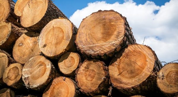 Processed wood exporters seek share of $152.94bn market as FG lifts ban