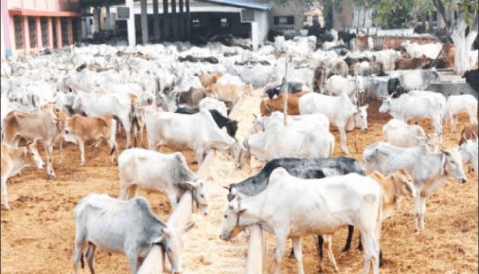 Step-By-Step Guide To Cattle Farming Business In Nigeria