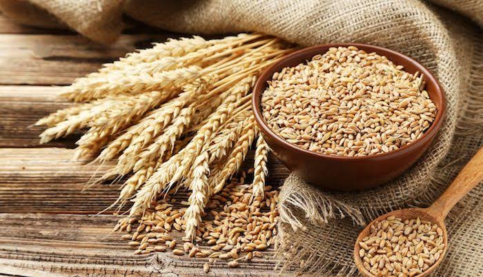 FG Launches Irrigation Project To Boost Wheat Production