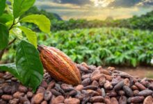 Oyo Approves N3bn Plan To Revive Cocoa Industry