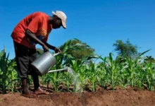 Germany-Funded Project Disburses N61bn To Nigerian Farmers