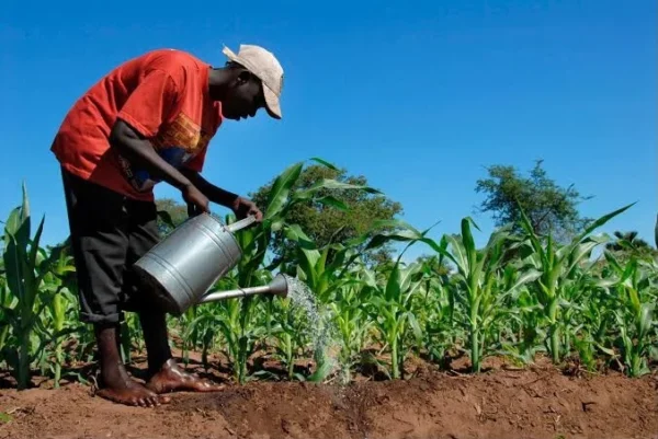 Germany-Funded Project Disburses N61bn To Nigerian Farmers